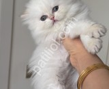 saf kanli British long hair krdi