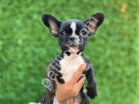 En Zeki French Bulldog Yavruları