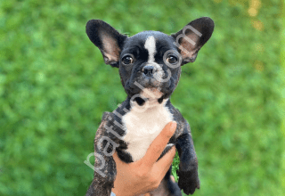En zeki French Bulldog yavruları