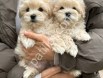 Show Kalite Maltipoo Yavrularım