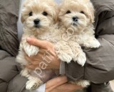 Show Kalite Maltipoo Yavrularım