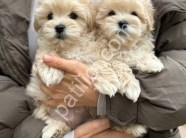 Show Kalite Maltipoo Yavrularım