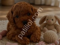 Red Brown Toy Poodle Bebekler