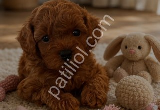 Red brown toy poodle bebekler