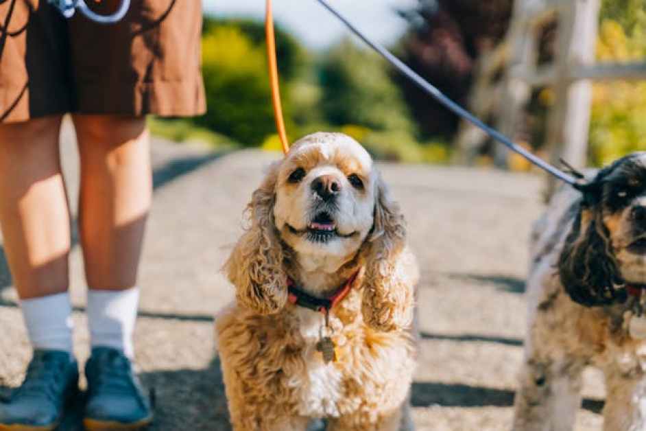Köpeklerin Sosyalleşme Sürecinde Dikkat Edilmesi Gerekenler