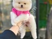 Teddy bear pomeranian boo