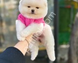 Teddy bear pomeranian boo