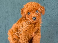 Toy Poodle Yavrumuz