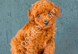 TOY POODLE YAVRUMUZ