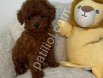 TOY POODLE SEVİMLİ YAVRULAR