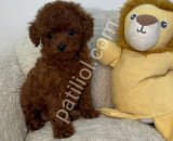 TOY POODLE SEVİMLİ YAVRULAR