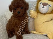 TOY POODLE SEVİMLİ YAVRULAR
