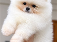 Pomeranian boo yavrular