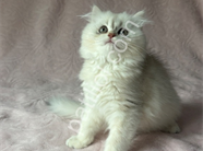 A Kalite British Longhair
