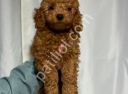 TOY POODLE SEVİMLİ YAVRULAR