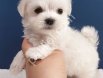 İpek gibi yumuşacık tüylere sahip maltese terrier