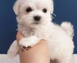 İpek gibi yumuşacık tüylere sahip maltese terrier