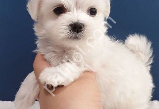 İpek gibi yumuşacık tüylere sahip maltese terrier