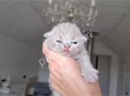 Özel renk lilac British Shorthair yavru kediler