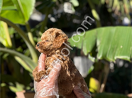 Orijinal Maltipoo Yavrular