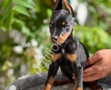 A Kalite Doberman Yavruları