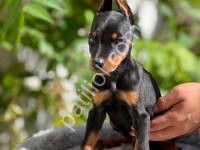 A Kalite Doberman Yavruları