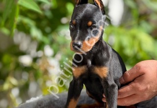 A Kalite Doberman Yavruları