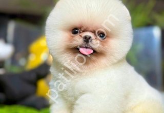 POMERRİAN BOO SEVİMLİ YAVRULAR