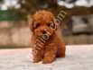 TOY POODLE SEVİMLİ YAVRULAR