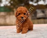 TOY POODLE SEVİMLİ YAVRULAR