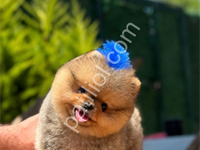 Safkan Pomeranian Boo Yavrular