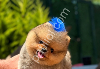 Safkan pomeranian Boo yavrular
