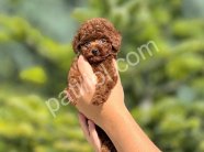 DARK RED BROWN TOY POODLE