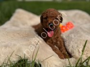 Denizli Merkez Teslime Hazır Poodle Bebekler