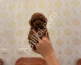 Show Kalite Redbrown Toy Poodle Yavruları