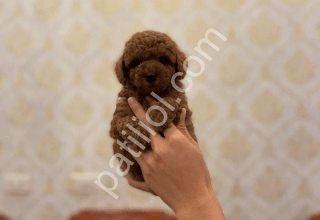 Show Kalite Redbrown Toy Poodle Yavruları