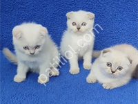 Teslime Hazır Scottish Fold Yavrular