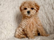 81 ile gönderim yapılır Maltipoo yavrular