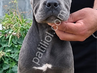 Scr Li Cane Corso Blue Yavrular