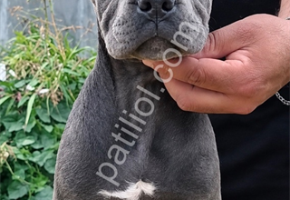 SCR Lİ CANE CORSO BLUE YAVRULAR
