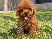 Premium Kalitede Toy Poodle