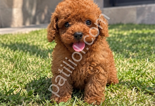 Premium Kalitede Toy Poodle