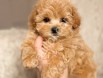 81 ile gönderim yapılır Maltipoo yavrular