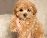 81 ile gönderim yapılır Maltipoo yavrular