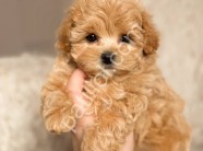 81 ile gönderim yapılır Maltipoo yavrular