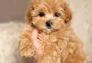 81 ile gönderim yapılır Maltipoo yavrular