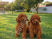 GERÇEK KORE KAN TOY POODLE YAVRULAR