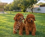 GERÇEK KORE KAN TOY POODLE YAVRULAR