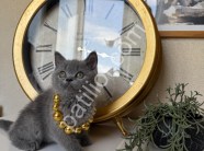 British Shorthair Safkan yavrular