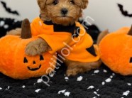 Orijinal Sağlık Garantili Maltipoo Yavru